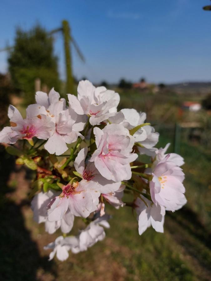 La Collina Delle Acacie Bed & Breakfast Grumolo Pedemonte Exterior photo